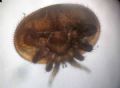 Varroa jacobsoni